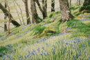 Bluebells.gif