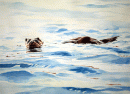otter-.gif