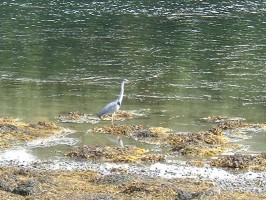 Heron3