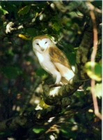 barnowl