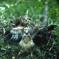 buzzard_chicks