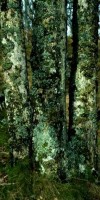 coppiced_oak