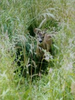 fawn