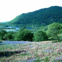oak_wood_and_bluebells