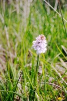 orchid
