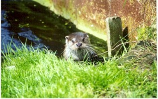 otter5