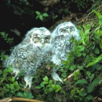 owl_chicks