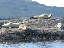 seals11