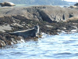 seals4