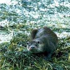 otter in the linne mhuirich2
